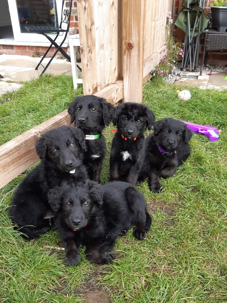 flat coated retriever gumtree